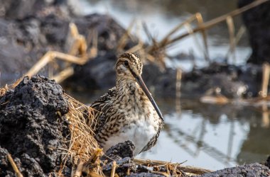 Zemin hayvan portresi üzerinde Pintail Snipe.