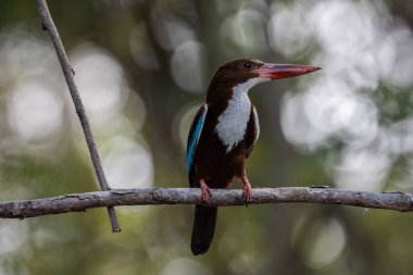 Beyaz boğazlı Kingfisher dal ağacı hayvan portresi üzerinde.