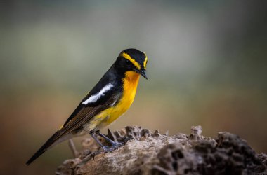 Narcissus Flycatcher 'ın hayvan portresi. Yakın çekim..