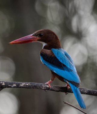 Beyaz boğazlı Kingfisher dal ağacı hayvan portresi üzerinde.