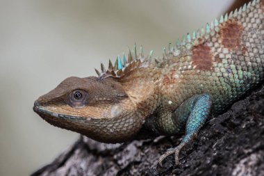Siyam mavisi ibikli kertenkele ağaçta yakın çekim.