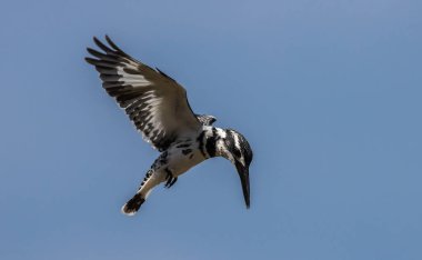 Pied Kingfisher havada hoplayıp nehirde balık arıyor.