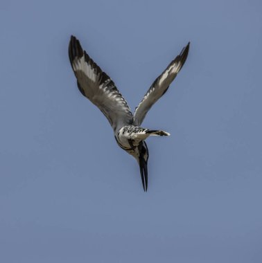Pied Kingfisher havada hoplayıp nehirde balık arıyor.