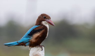 Beyaz boğazlı Kingfisher yakın çekim (Hayvan Portresi)