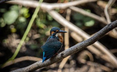 Ağacın dalında ortak Kingfisher.
