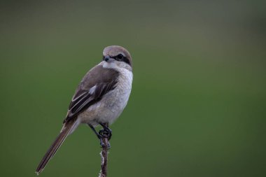 Kuru dalda kahverengi örümcekkuşu (Hayvan Portresi)