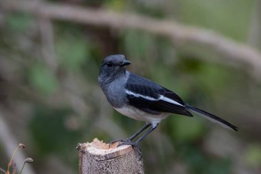 Kuru dalda Doğulu Magpie-robin yakın çekim.