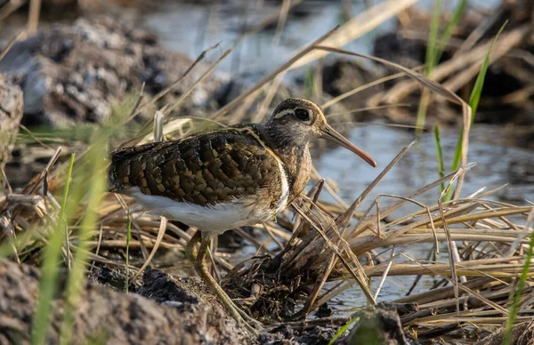 stock image greater painted-snipe on the ground close up shot ( Animal portrait ).