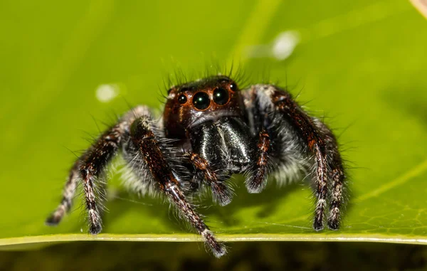 Skoky Pavouci Zvířecí Portrét Zblízka Záběr — Stock fotografie