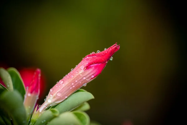 Impala Lily Pink Bignonia Close — Fotografia de Stock