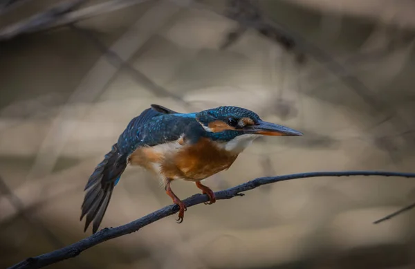 Kingfisher Comum Retrato Animal Árvore Ramo — Fotografia de Stock