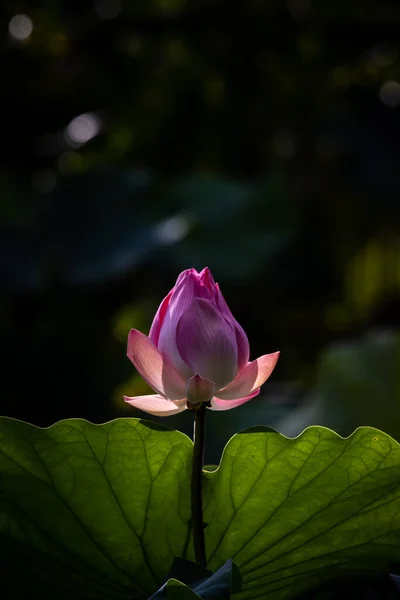Rosafarbener Lotus Teich — Stockfoto