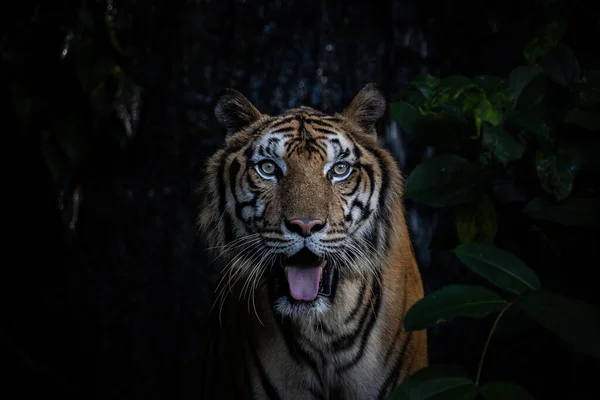 Κοντινό Πλάνο Τίγρης Πορτρέτο Ζώου — Φωτογραφία Αρχείου