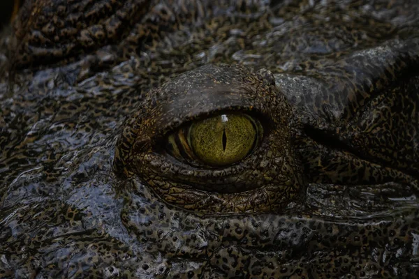 Alligator Ögon Fotograferade Nära Håll — Stockfoto
