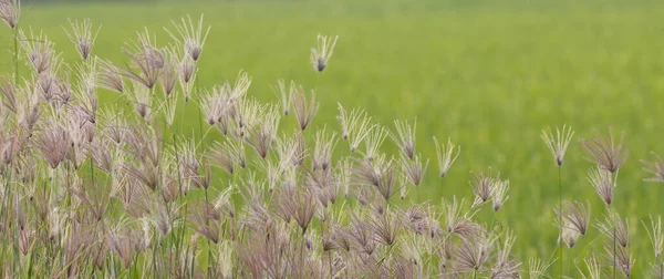 Kwiat Trawa Whit Zielony Tło — Zdjęcie stockowe