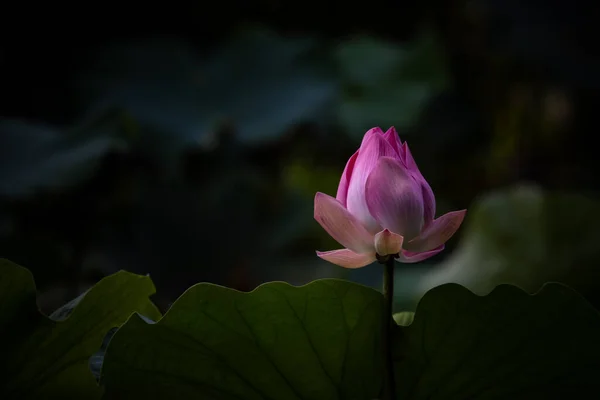 Roze Lotus Vijver — Stockfoto