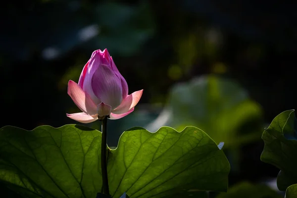 池塘里的粉红莲花 — 图库照片