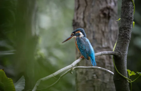 Kingfisher Comum Árvore Galhos — Fotografia de Stock