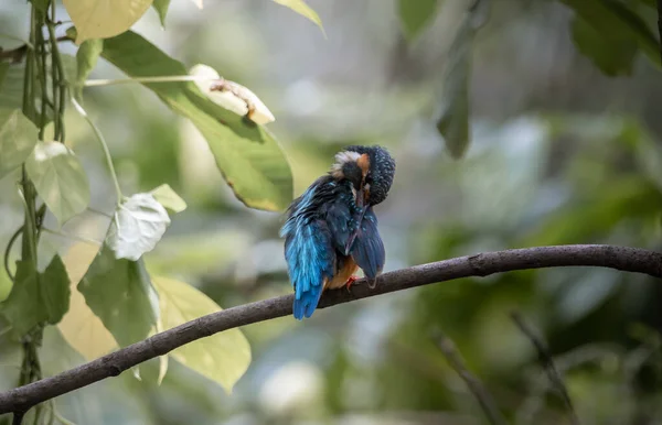 Common Kingfisher Branch Tree — Stock Photo, Image