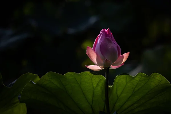 Pink Lotus Pond — Stock Photo, Image