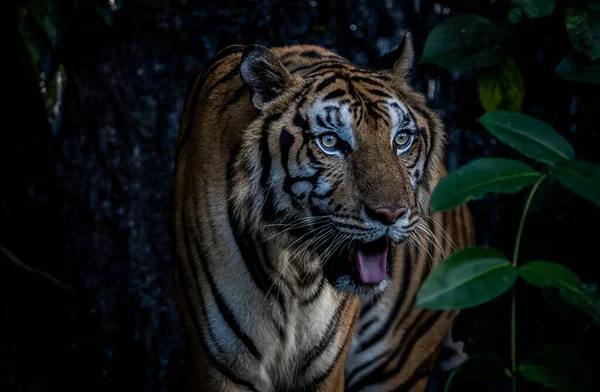 Tigre Perto Tiro Animal Portrait — Fotografia de Stock