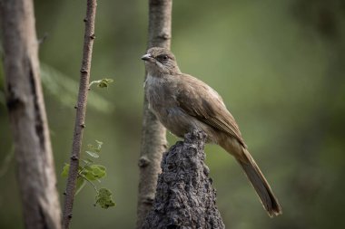 Çizgili kulaklı Bulbul bir hayvan portresinin üzerinde duruyor..