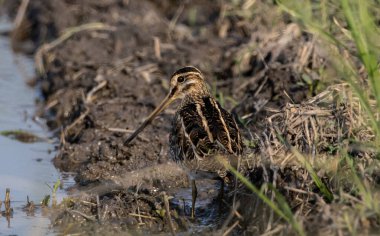 Zemin hayvan portresi üzerinde Pintail Snipe.