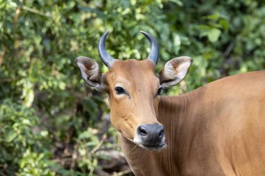 Banteng hayvan portresi. Yakın çekim..
