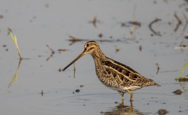 Zemin hayvan portresi üzerinde Pintail Snipe.