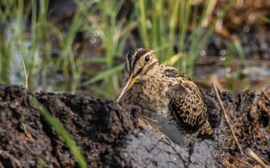 Pintail Snipe on the ground animal portrait. clipart