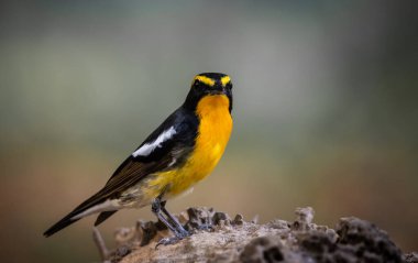 Narcissus Flycatcher 'ın hayvan portresi. Yakın çekim..