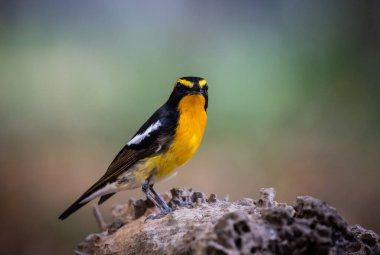 Narcissus Flycatcher 'ın hayvan portresi. Yakın çekim..