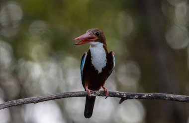 Beyaz boğazlı Kingfisher dal ağacı hayvan portresi üzerinde.