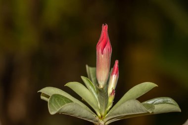 Impala Lily, Pembe Bignonia. Yakın çekim..