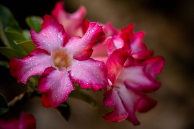 Impala Lily, Pembe Bignonia. Yakın çekim..