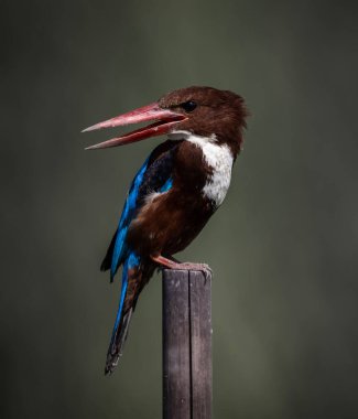 Beyaz boğazlı Kingfisher, kuru dallı hayvan portresini çekiyor..