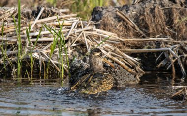 daha iyi boyanmış çulluk yakın çekim (Hayvan portresi ).