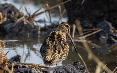 Zemin hayvan portresi üzerinde Pintail Snipe.