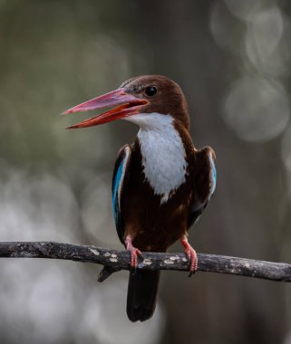Beyaz boğazlı Kingfisher dal ağacı hayvan portresi üzerinde.