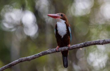Beyaz boğazlı Kingfisher dal ağacı hayvan portresi üzerinde.