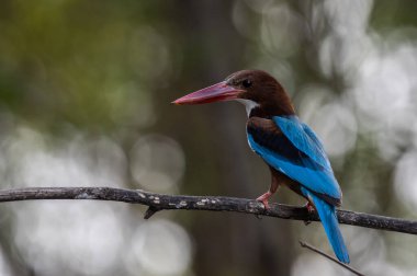 Beyaz boğazlı Kingfisher dal ağacı hayvan portresi üzerinde.