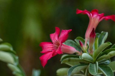 Impala Lily, Pembe Bignonia. Yakın çekim..