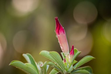 Impala Lily, Pembe Bignonia. Yakın çekim..