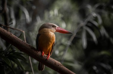 Stork-billed Kingfisher on the branch tree.