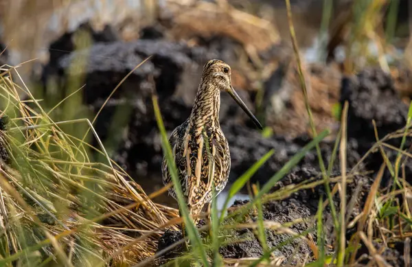 Zemin hayvan portresi üzerinde Pintail Snipe.