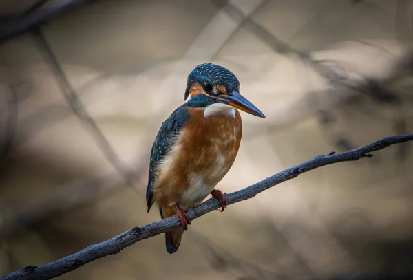 Common Kingfisher on the branch tree animal portrait.