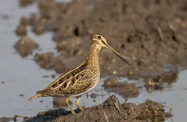 Pintail Snipe Ground Animal Portrait Royalty Free Stock Images