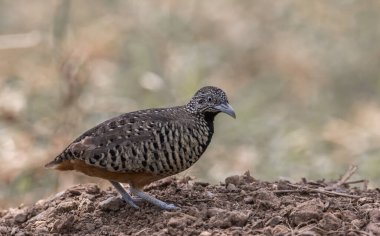 Barred Buttonquail on the ground animal portrait. clipart