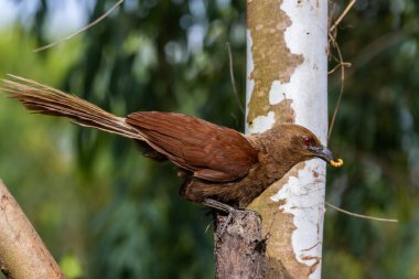 Andaman Coucal, hayvan portresi yakın plan..