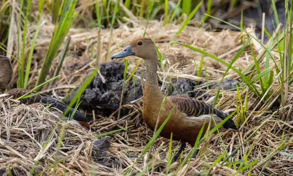 Lesser Whistling Duck Ground Animal Portrait Stock Photo